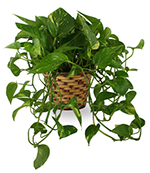 Enduring Spirit Pothos Basket